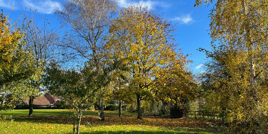 autumnal tree