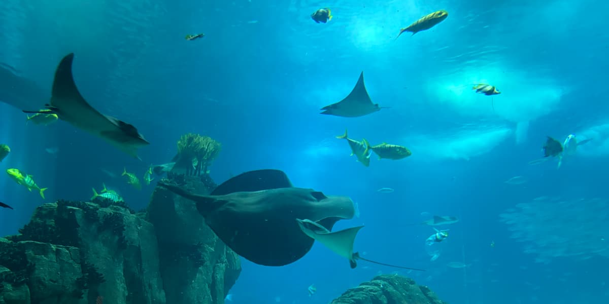 Manta rays and other fish circle in the Oceanário de Lisboa.