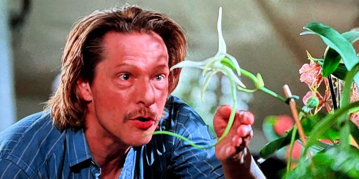 A man looks intently at a white orchid.
